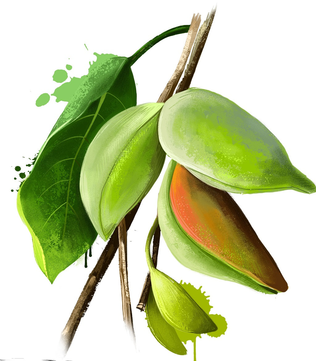 Amazing Skincare Benefits Of Kakadu Plum