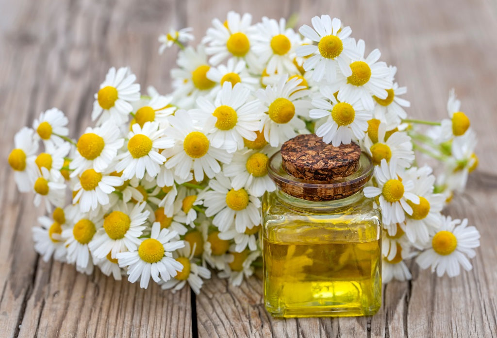 Chamomile Essential Oil (Roman)