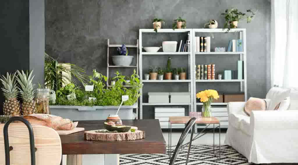 Essential Oils to Clean Air at Home