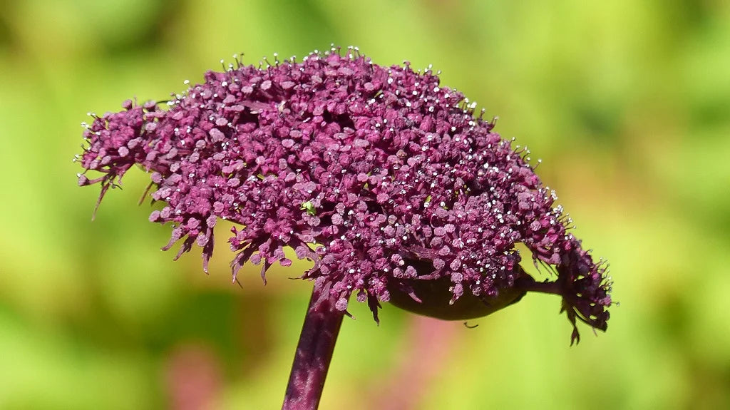 Angelica Gigas