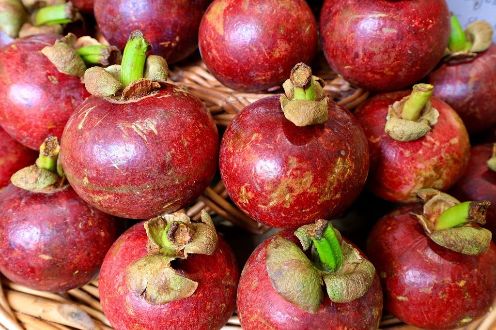 Garcinia indica