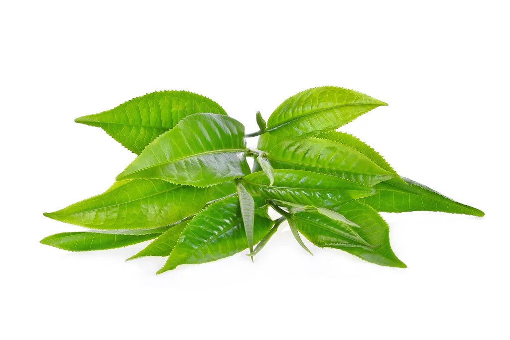 Epigallocatechin Gallate