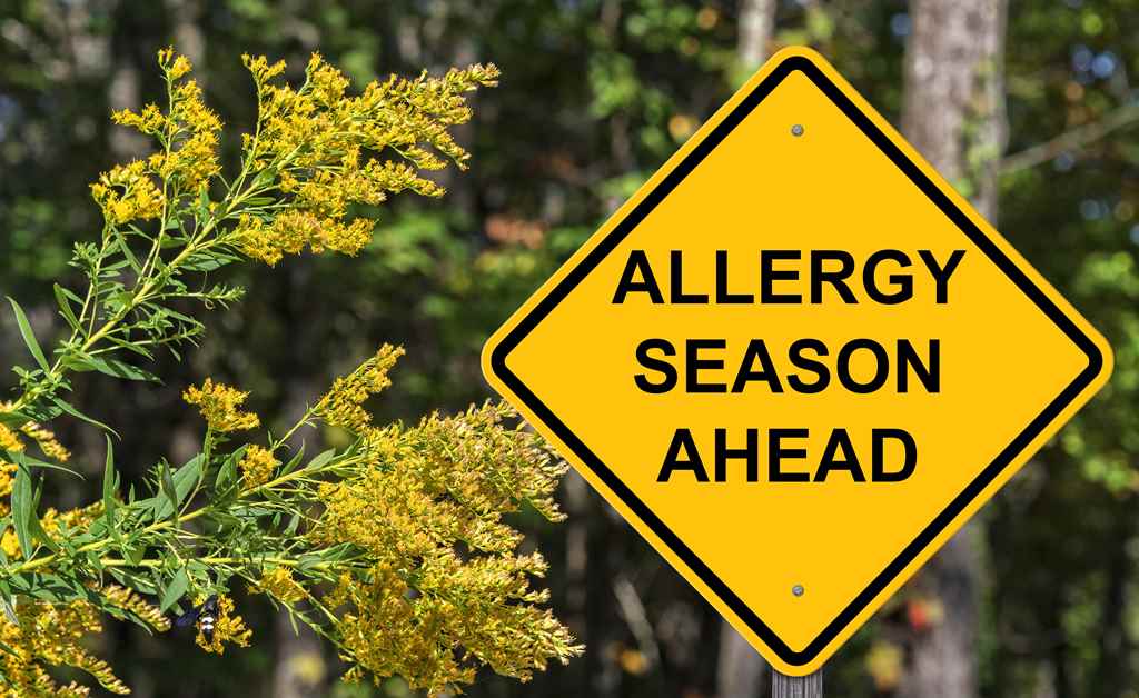 10 Effective Essential Oils For Allergies