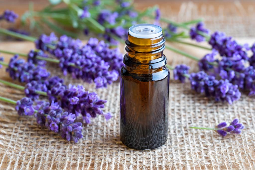 Benefits and Uses Lavender Essential Oil