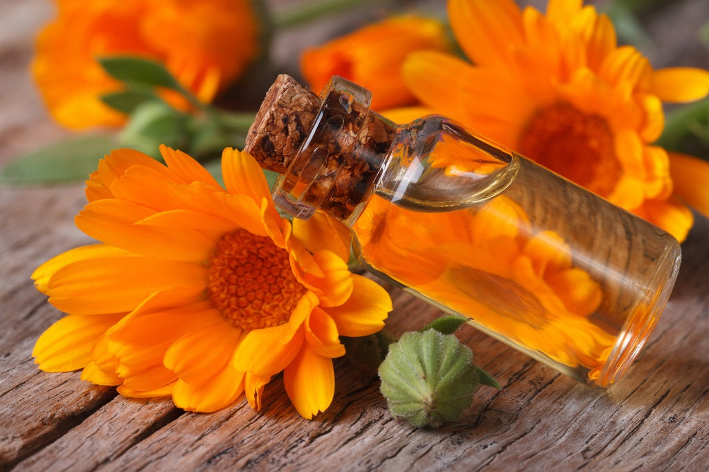 Calendula Officinalis Extract A Multipurpose Beauty Ingredient