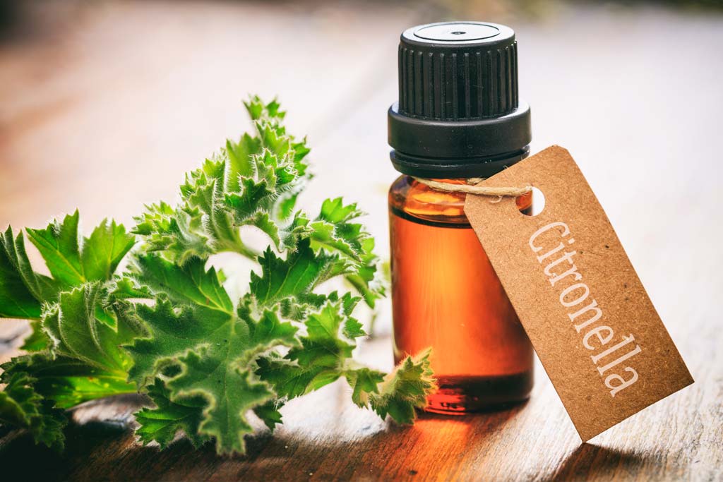 Citronella for Mosquitos