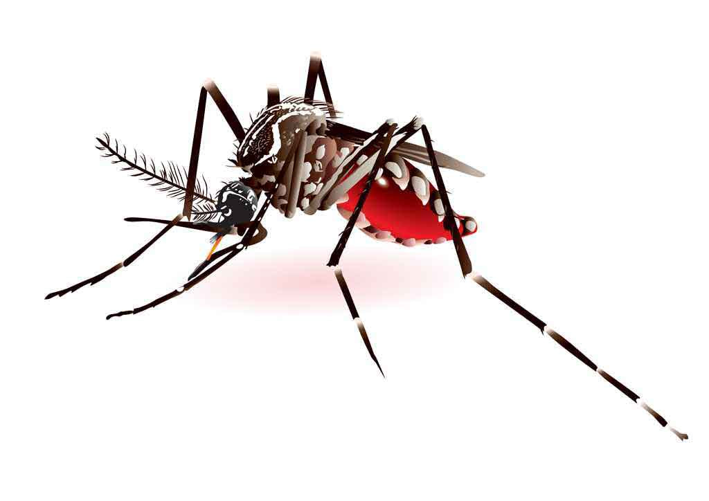 Mosquito Repellent Essential Oils - Benefits and Recipes