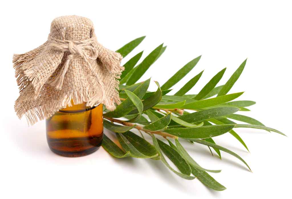 Tea tree oil for dandruff