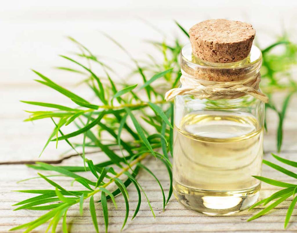 Top 11 Benefits of Tea Tree Oil With its Usage