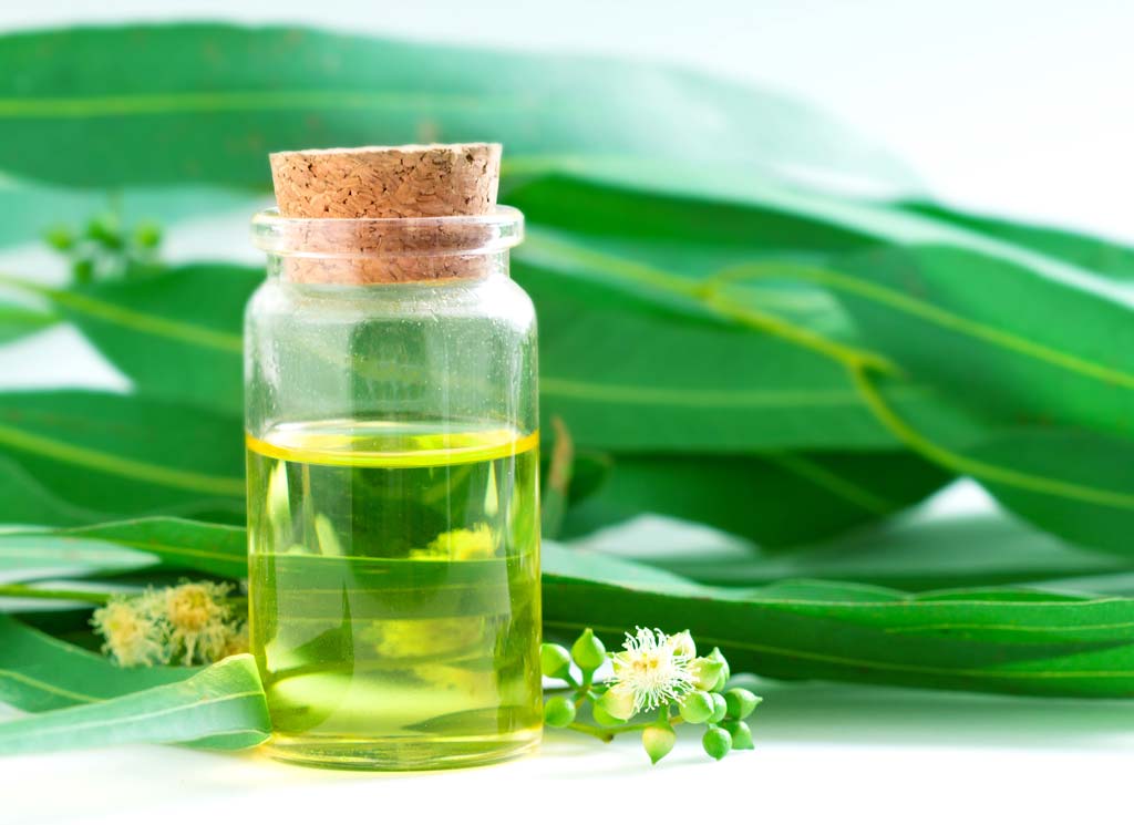 Top-21 Uses and Benefits of Eucalyptus Oil