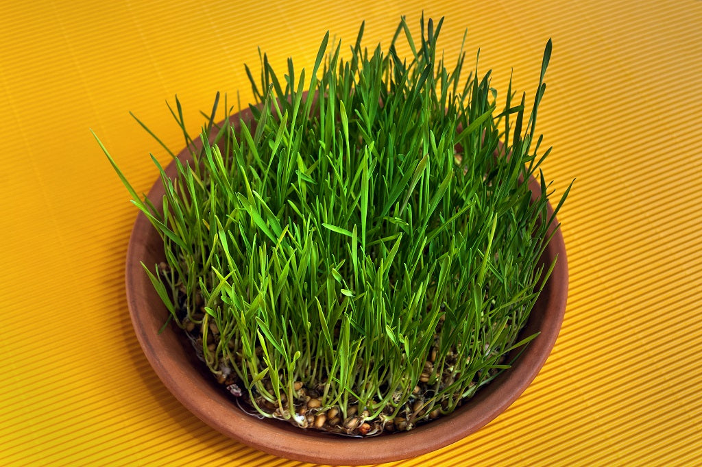 10 Reasons To Incorporate Wheat Amino Acids In Your Hair care Regime