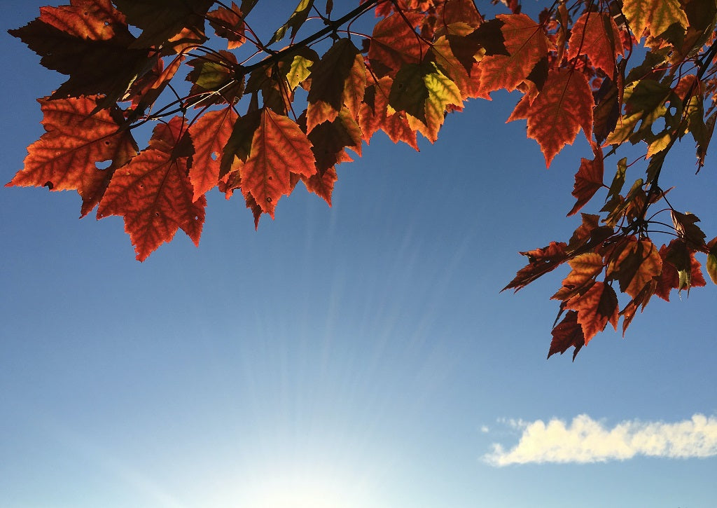 Fall Essentials You Never Knew You Needed