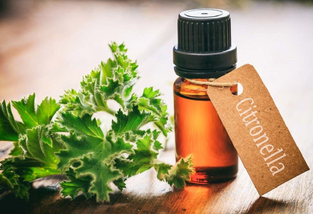 9 Benefits of Citronella Oil