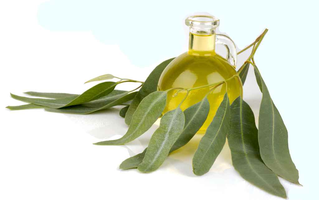 Is Eucalyptus Oil Good for Babies