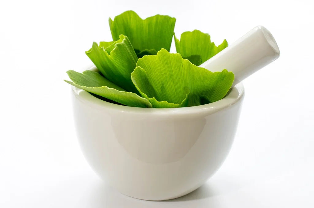 Ginkgo Biloba