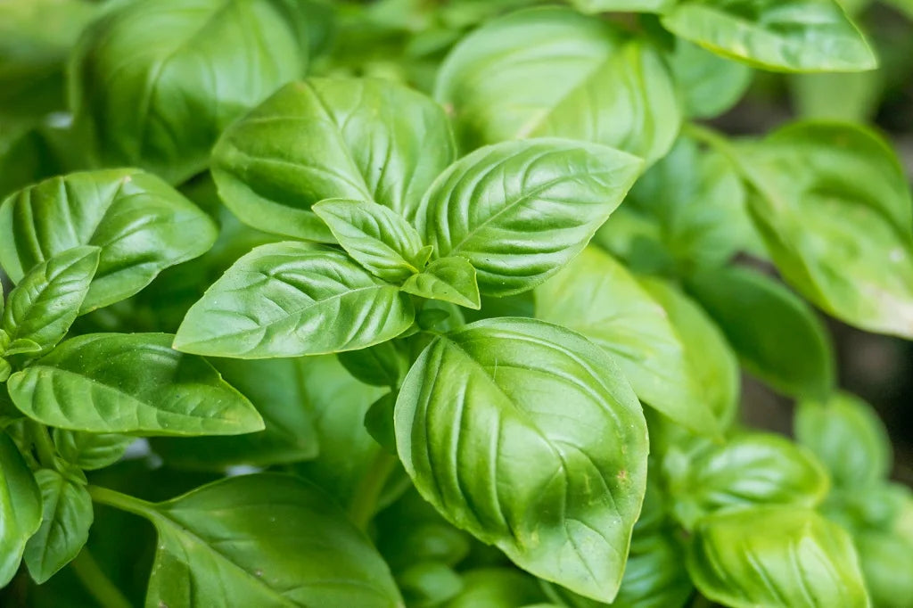 Ocimum basilicum( Olive Basil)
