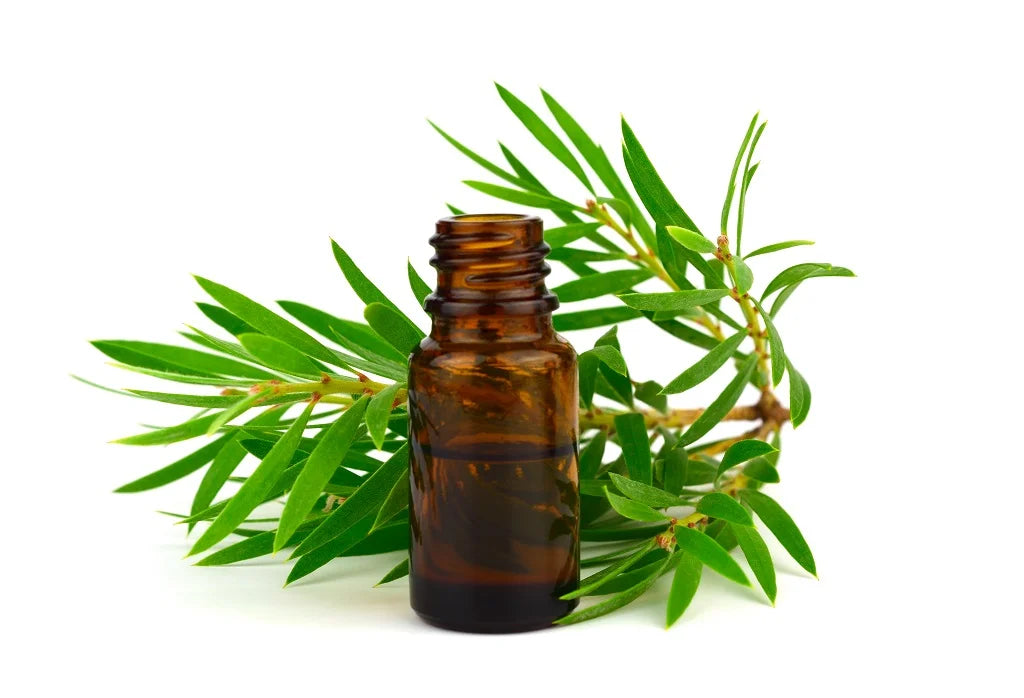 Tea Tree Oil 