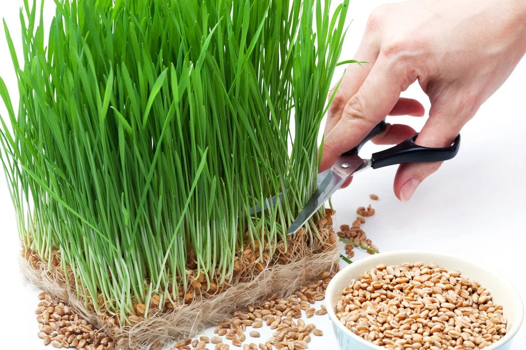 INGREDIENTS IN DEPTH WHEAT AMINO ACID