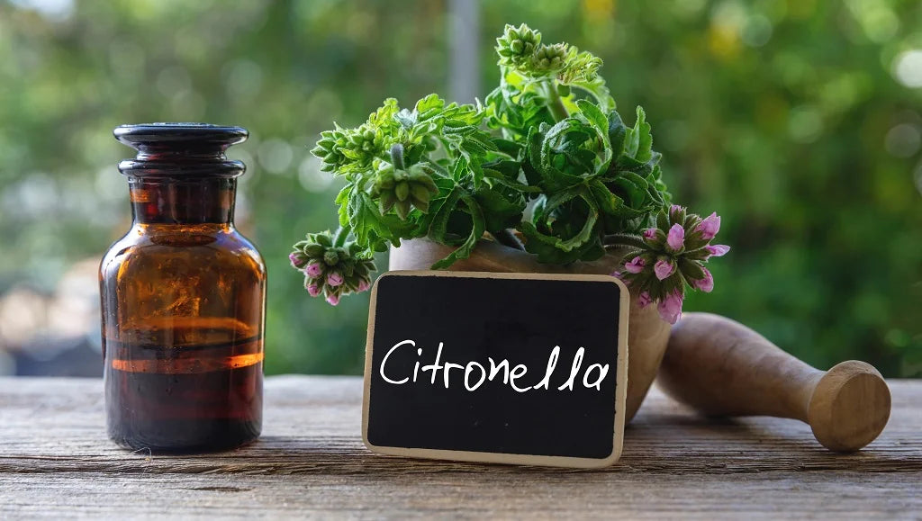 Citronella Oil 