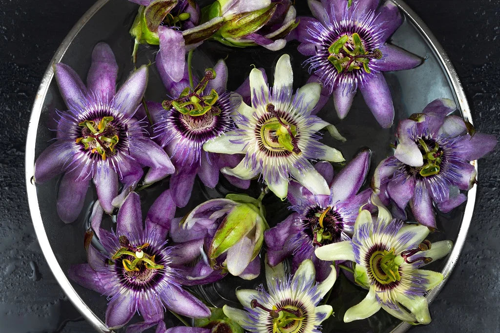 Blue Passionflower