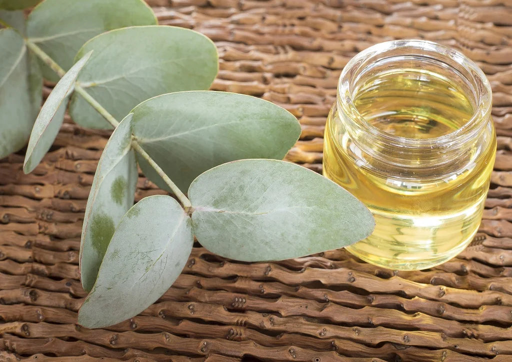 Eucalyptus Oil 