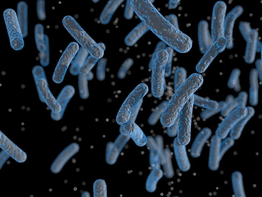 Pseudozyma epicola (Bacteria)
